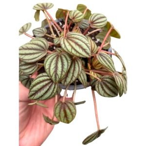 Peperomia Piccolo