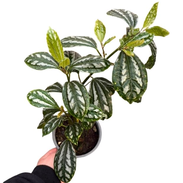 Pilea Cadierei