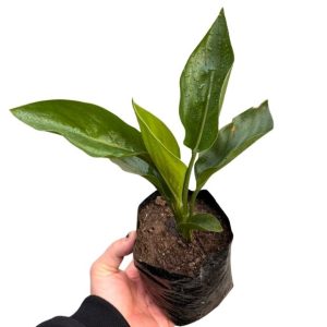 Strelitzia Reginae