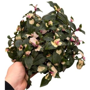 Tradescantia Fluminensis