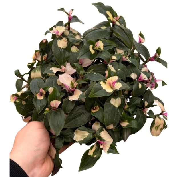 Tradescantia Fluminensis