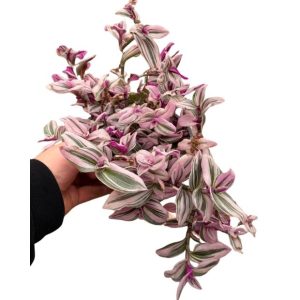 Tradescantia Nanouk