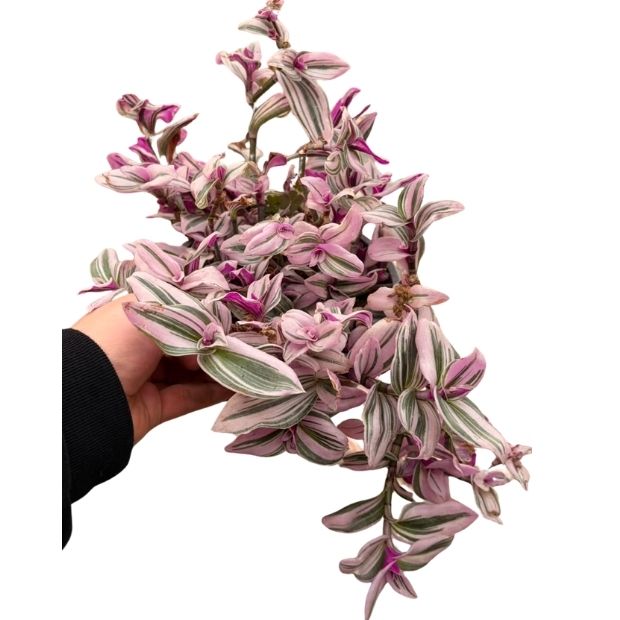 Tradescantia Nanouk