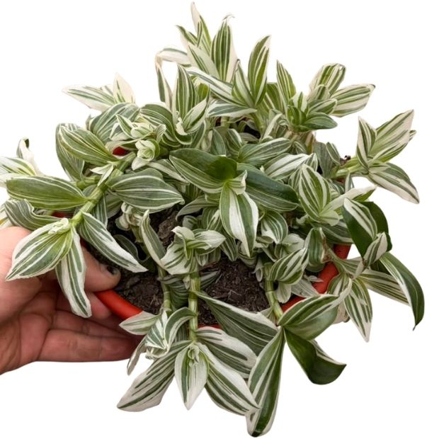 Tradescantia variegada L